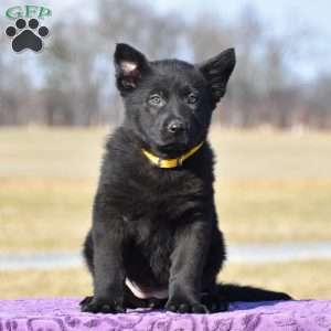 Jinger, German Shepherd Puppy